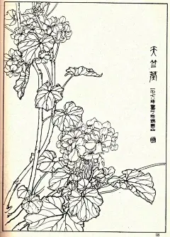 花卉线描资料，《白描花卉》