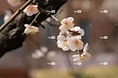 梅花 春天的花朵 花壁纸 春天 美丽的花朵 李子树 花卉背景 花朵