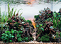 #537: 55.1L Aquatic Garden “Beyond the Horizon” : #537: 55.1L Aquatic Garden “Beyond the Horizon”, by Niladri Das kolkata, India, is an aquascape from AGA 2021 Aquascaping Contest.