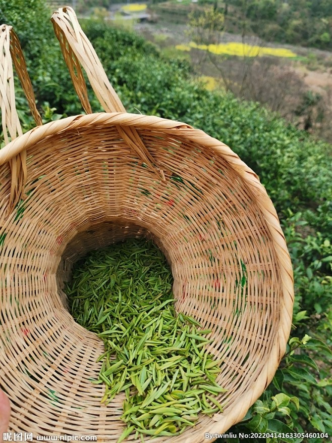 采茶 春茶 茶叶