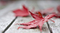 General 1920x1080 nature leaves maple leaves macro water drops closeup wooden surface depth of field red leaves fall