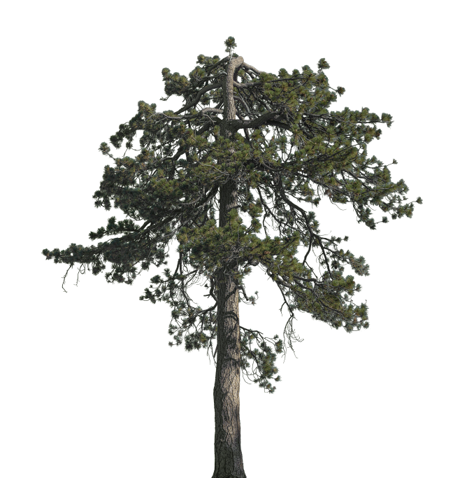 Conifer Trees (22)