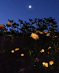flowers & the moon