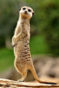 Meerkat or suricate (Suricata suricatta) by Albert Miguel on 500px