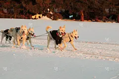 冬季狗拉雪橇比赛在美妙的冬季风景的背景是模糊的导盲犬。冬季雪橇狗在赛道上赛跑。