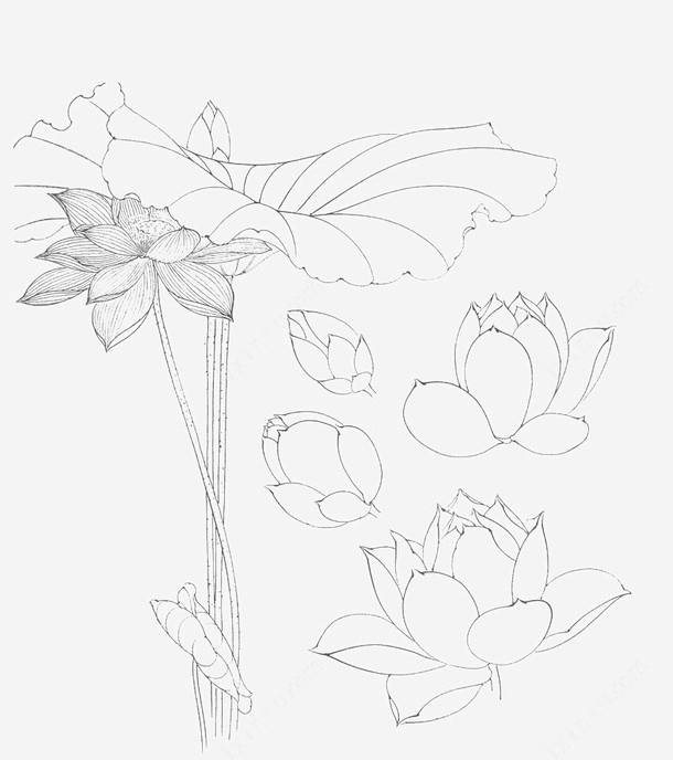 各种画法莲花线稿图标高清素材 各种画法莲...
