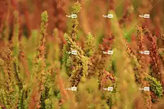 石南花 4K壁纸 花壁纸 Mac壁纸 植物 笔记本电脑壁纸 秋天