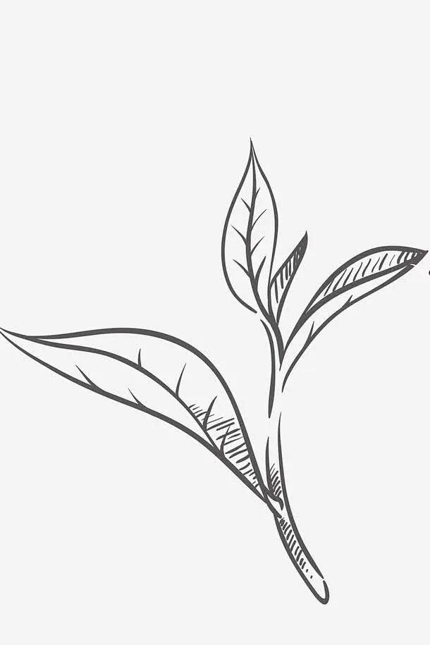 黑色福鼎白茶高清素材 平面电商 创意素材 png素材