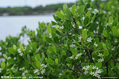 sera的景观日常采集到海边湿地植物
