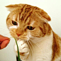 我妈不让养猫
_Candy收录