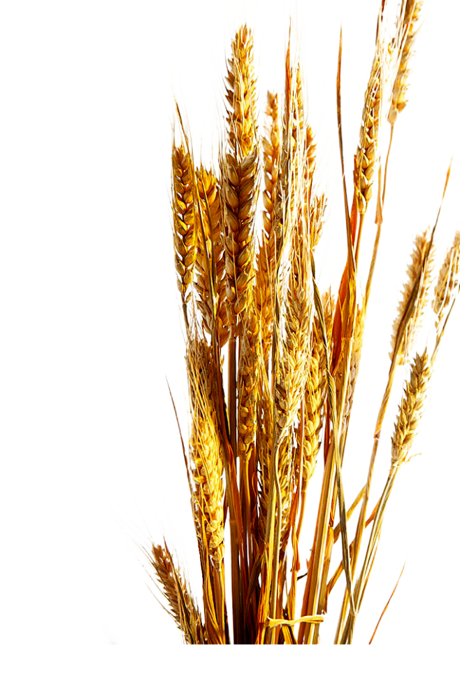 小麦1