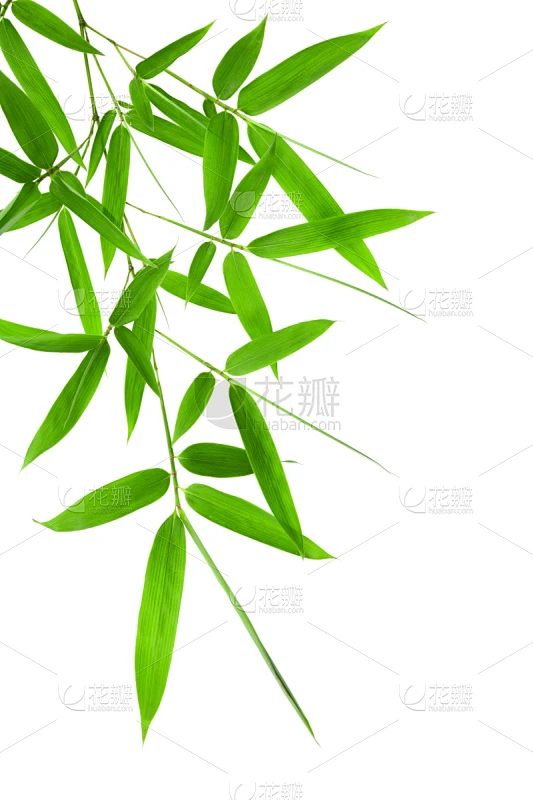 白色背景,叶子,竹,分离着色,竹子叶,自然,垂直画幅,留白,边框,绿色素材-花瓣网