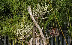春花系列:梅花春花