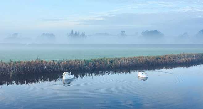 Swans on misty canal...