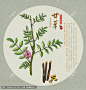 甘草 手绘甘草 药材 医草 手绘值物花草 手绘中草药 草药 中草药包装插画 甘草包装插画 草本植物 中草药 中药本草纲目 百草集 中药甘草 甘草片