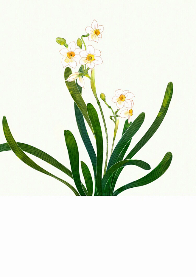 水仙手绘