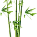 竹子竹叶图片大全水墨画竹子png元素设计