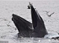 海鸥被13米长巨型座头鲸吞入口中,竟然还