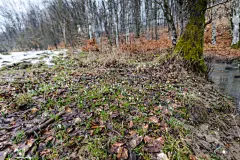 春天,地形,概念和主题,自然,太空,贺卡,水平画幅,罗马尼亚,绿色,快乐