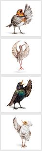  @模库 在Behance OPERA BIRDS