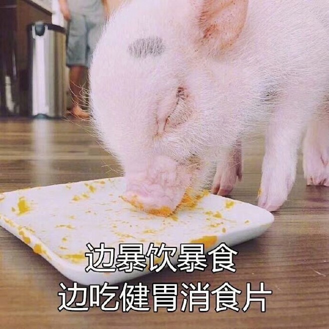 猪