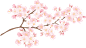 水彩日式樱花Sakura花朵分割线边框花圈AI矢量印刷平面海报素材 (19)