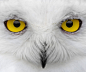 Snowy OwlBubo scandiacus 
itjustgoeson:

This magnificently  yellow-eyed, black billed white bird is highly recognizable. It is 53-65  cm (20-26 inches) long with a 125-150 cm (50-60 in) wingspan. Also,  these birds can weigh anywhere from 1.8-3 kg (3.5-6