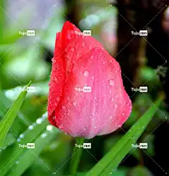 郁金香 开花 春天 花壁纸 花卉背景 花 自然 美丽的花朵