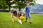 小男孩与叼着彩球的牧羊犬图片素材