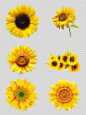 114款卡通手绘向日葵太阳花花朵花卉PNG免扣设计素材-淘宝网