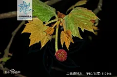二球悬铃木图片_百度百科