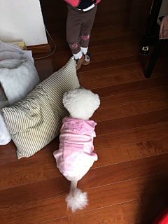 小宝rita采集到宠物