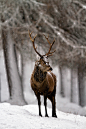 All sizes | Red deer, in snow | Flickr Photo Sharing! — Designspiration