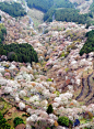 日本奈良县吉野山的樱花进入满开。