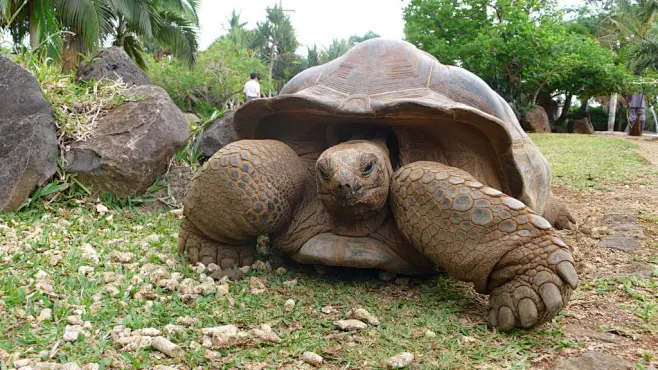 大海龟的搜索结果_百度图片搜索