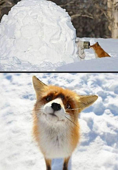 Amber_tears采集到animal