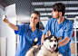 狗狗和宠物医生高清图片
