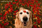 【宠物摄影】狗狗Champ照片欣赏 - 生活纪实-唯美贴图 - 第一设计网 - 红动中国-Redocn - 全球人气最旺的设计论坛！