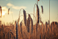 Cornfield by Sören Eberhardt-Biermann on 500px