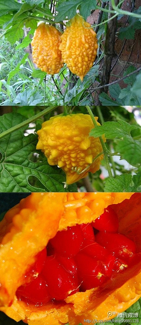 金铃子俗称癞葡萄(也有的地区称为癞瓜,温.