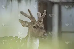 鹿作为自然背景或壁纸。