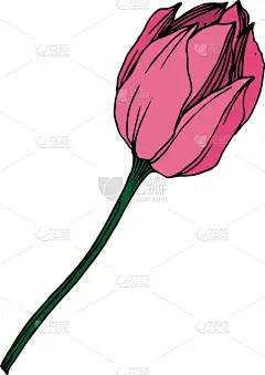 莲花,植物学,黑色,仅一朵花,荷花,壁纸,植物群,春天,花