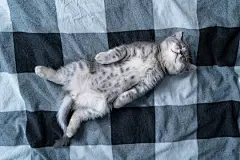 点击来源直接获取大图文件 |家中床上格子毯上的美丽小灰虎斑猫甜甜入睡