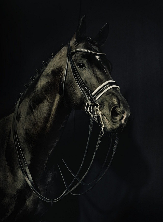 horse / dark / shado...