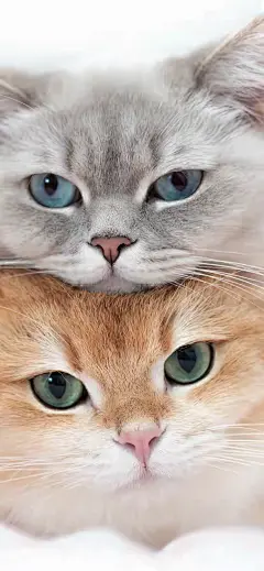 《猫先生和猫小姐》