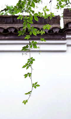 花花公子ぺ采集到花草树木·园艺