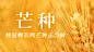 芒种节气祝福问候麦穗横版海报