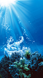 深海 鱼 珊瑚 (1)