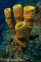 ˚Yellow Tube Sponge (Aplysina fistularis)