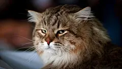 可爱猫咪萌宠桌面壁纸 1920x1080